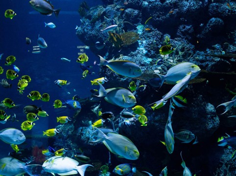 Cretaquarium: Exploring Underwater Wonders in Heraklion, Crete